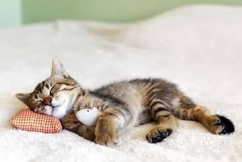 让猫咪快速入睡的技巧