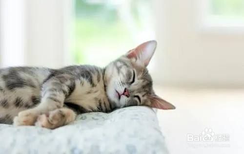 让猫咪快速入睡的技巧