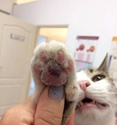 猫咪肉垫变黑变硬，如何预防和治疗（猫咪肉垫黑化）