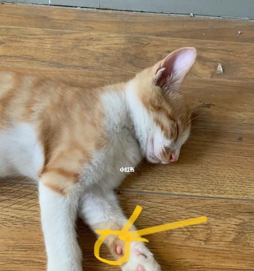 猫咪肉垫变黑变硬，如何预防和治疗（猫咪肉垫黑化）