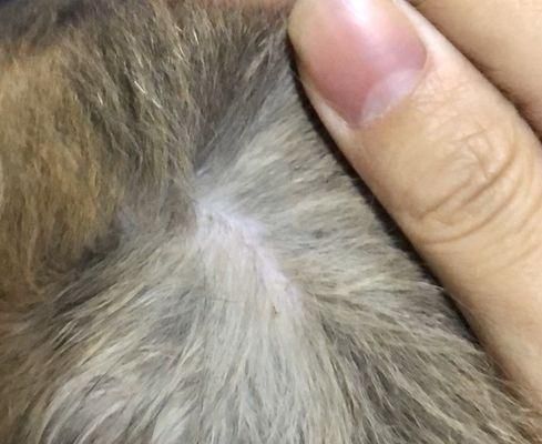 猫咪马拉色菌治疗指南（以宠物为主）