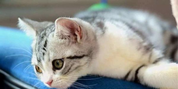 宠物小猫调皮的原因（探讨小猫调皮的成因以及如何应对）