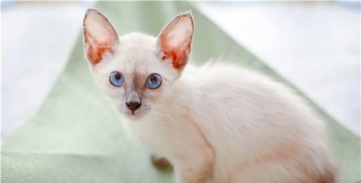 宠物小猫调皮的原因（探讨小猫调皮的成因以及如何应对）