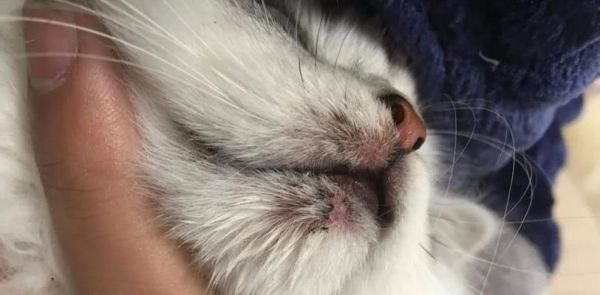 猫癣的治疗方法全面解析（如何让宠物猫摆脱猫癣的困扰）