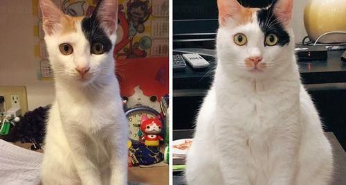 探究猫咪为什么拥有尖脸（解析猫咪尖脸的形成原因与优势）