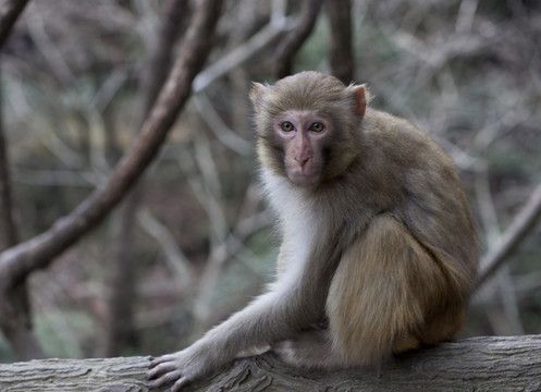 张家界 武陵源 著名景点 猴子