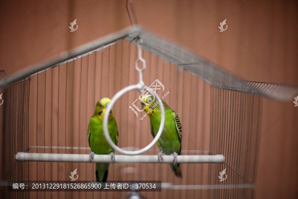 虎皮鹦鹉,鹦鹉,宠物鸟,鸟笼