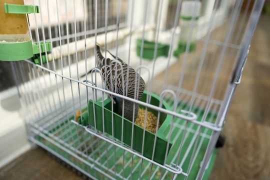虎皮鹦鹉 宠物鸟 小鸟 饲养