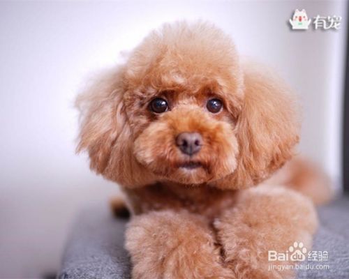 帮狗狗吹干毛发的工具有哪些？