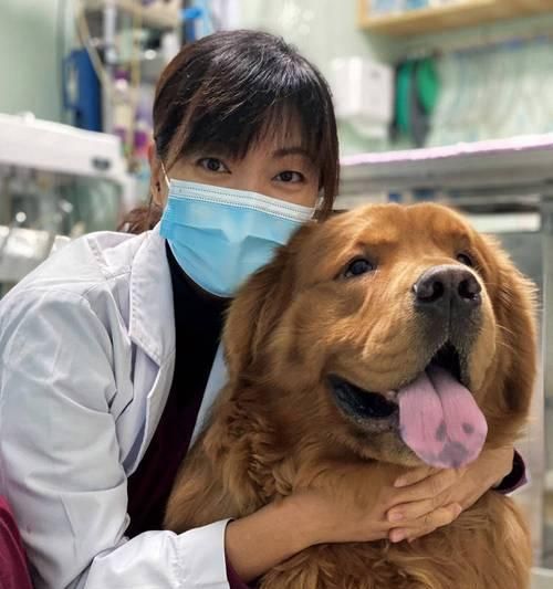 狗狗手术输血全方位解析（宠物手术中的输血注意事项及风险评估）