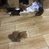 6只满月小猫