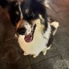 混牧羊犬狗狗求领养(徐汇)