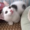 两个月大的小猫找有爱心的主人 (免费领养)