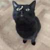 纯黑猫猫找家