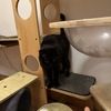 纯种孟买猫