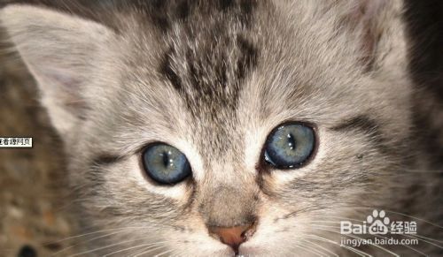 猫咪老年期的护理方法