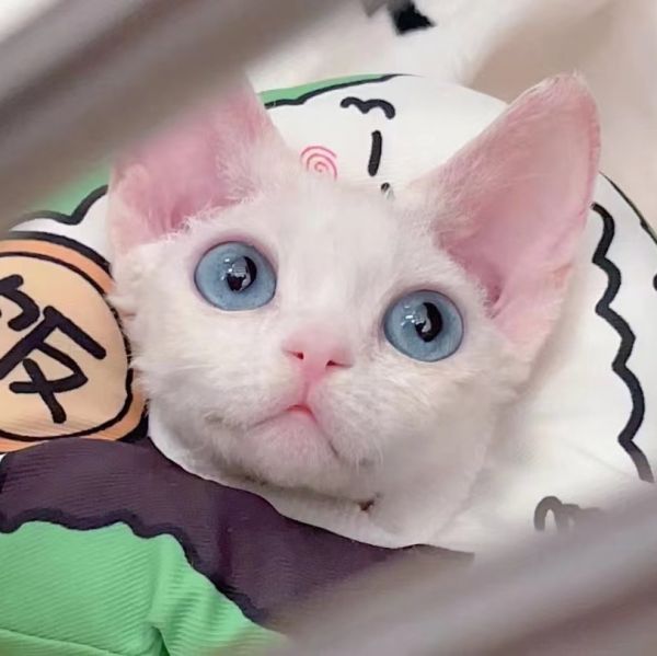 店主头像