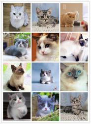 喵宠猫舍·重庆本地诚信猫舍各类型精品宠物猫健康纯种送货到家