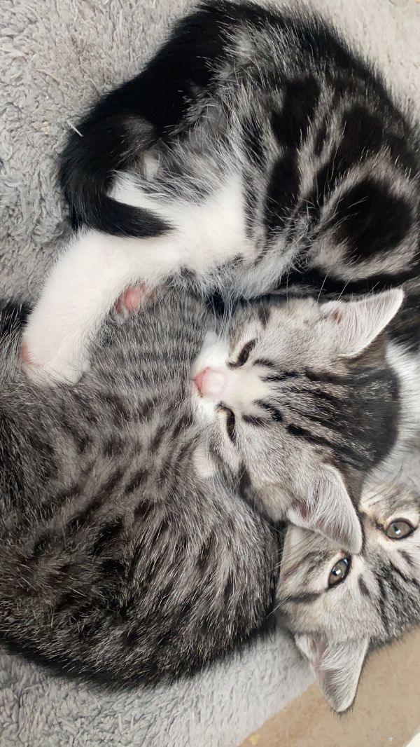 便宜出售40天虎斑猫