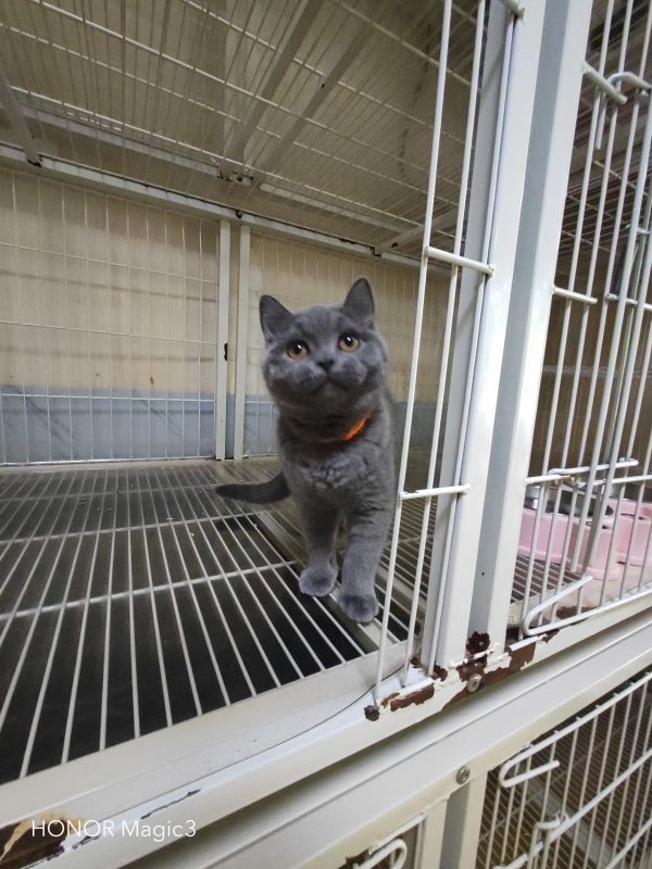 蓝猫出售