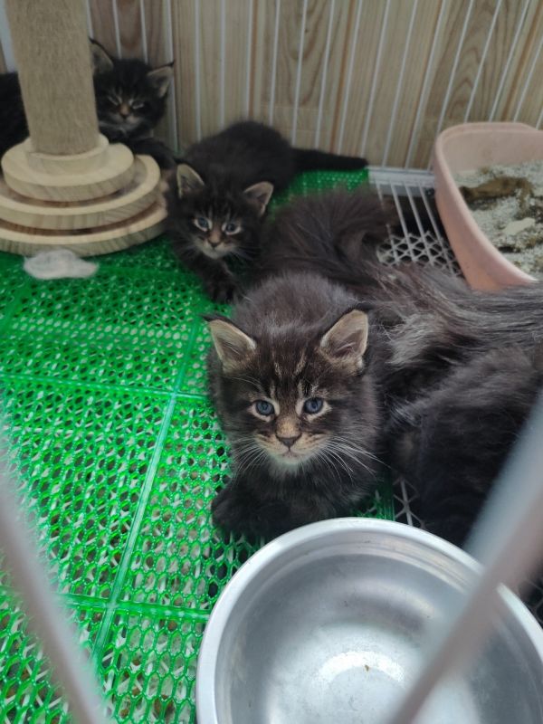 缅因猫棕虎
