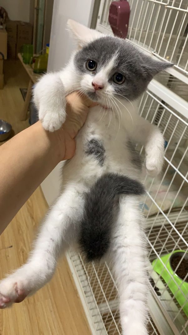 英短蓝白