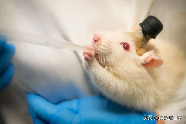 老鼠宠物的优缺点（养老鼠前必须知道的五个问题）