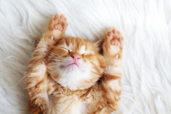 2个月的小奶猫可以吃什么？幼猫喂养方法与食物选择