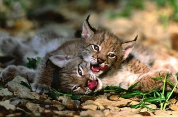 2个月的小奶猫可以吃什么？幼猫喂养方法与食物选择
