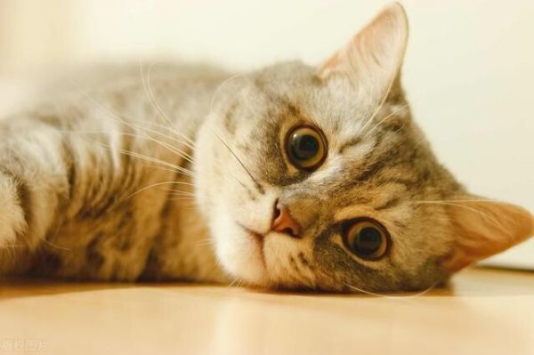2个月的小奶猫可以吃什么？幼猫喂养方法与食物选择