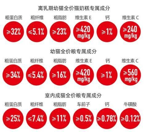 2个月的小奶猫可以吃什么？幼猫喂养方法与食物选择