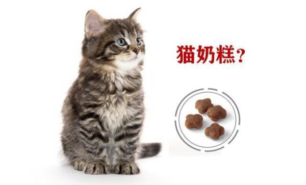 2个月的小奶猫可以吃什么？幼猫喂养方法与食物选择