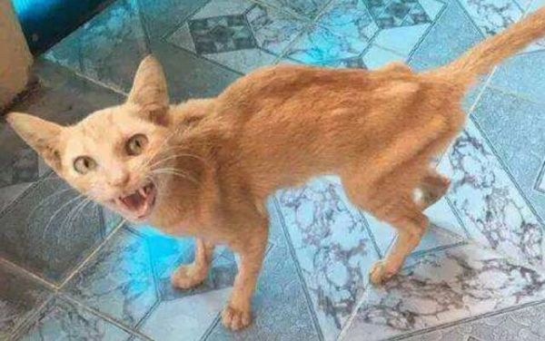 2个月的小奶猫可以吃什么？幼猫喂养方法与食物选择