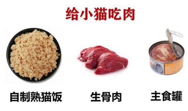 2个月的小奶猫可以吃什么？幼猫喂养方法与食物选择