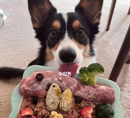 以柯基犬能否吃生肉？解答与注意事项！（探寻柯基犬的饮食习惯及其对生肉的消化吸收能力！）