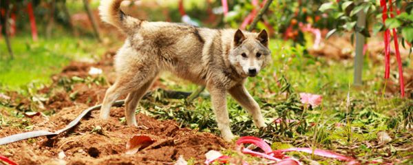 狗 中华田园犬_800.jpg