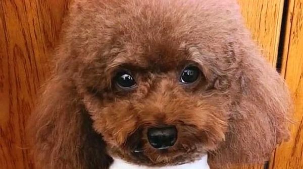 泰迪犯错被主人批评，委屈的都快流眼泪了，可怜！