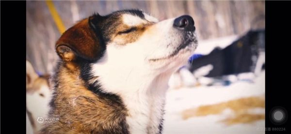 狗拉雪橇“世界杯”打响,《狗拉雪橇北极系列赛》,虎牙独家转播