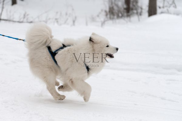 雪橇犬比赛。萨摩耶戴着挽具跑雪橇，拉着狗。冬季运动锦标赛。照片摄影图片