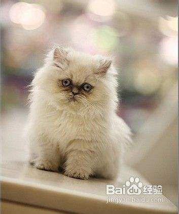 训练猫咪使用猫爬架的方法