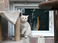 怎样维护和清理猫爬架