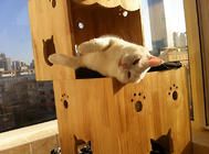 选择猫爬架的四个注意事项