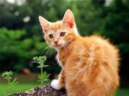 猫爬架选购的三大要点