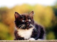 如何干洗猫爬架