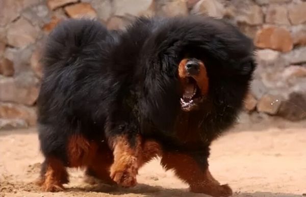 纯种藏獒价格多少钱一只?藏獒和狼谁更厉害?