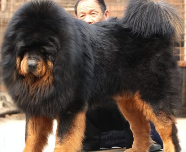 纯种藏獒价格多少钱一只?藏獒和狼谁更厉害?