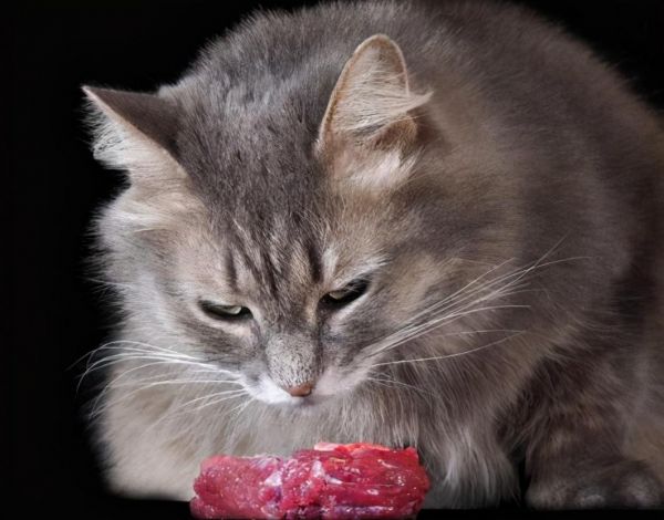 猫咪能吃牛肉吗煮熟的（两个多月的猫咪吃什么食物比较好）