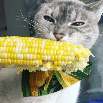 猫咪能吃牛肉吗煮熟的（两个多月的猫咪吃什么食物比较好）