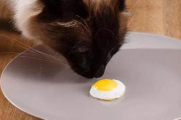 猫咪能吃牛肉吗煮熟的（两个多月的猫咪吃什么食物比较好）