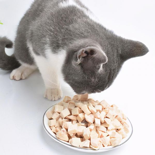 猫咪能吃牛肉吗煮熟的（两个多月的猫咪吃什么食物比较好）